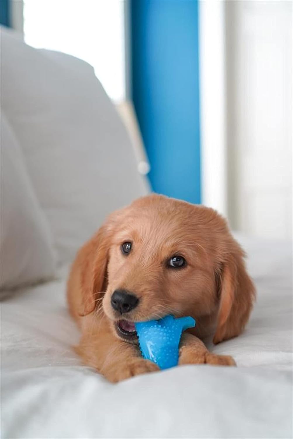 Nylabone Puppy Teething Dino Chicken - Small