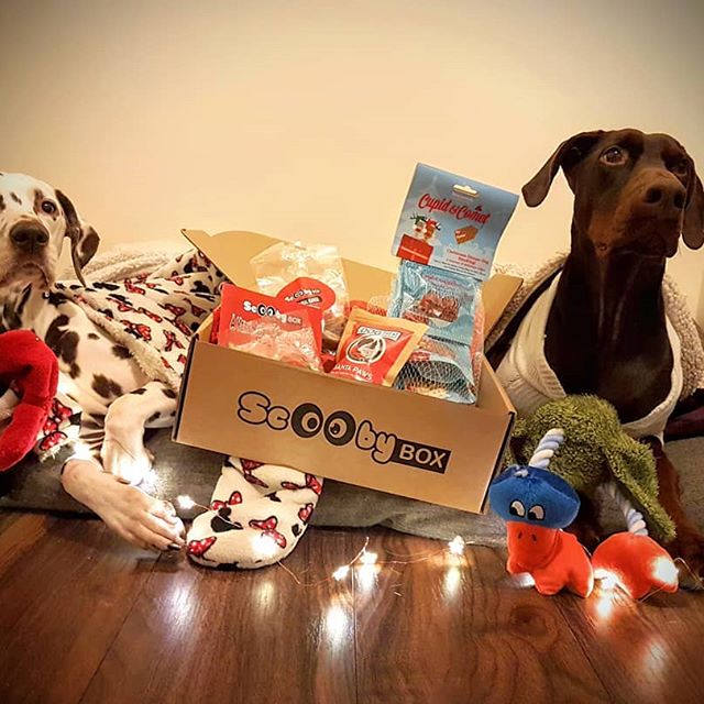 Doggy Christmas Hamper Ultimate