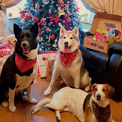 BusterBox Doggy Gift Card
