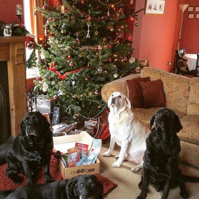 Doggy Christmas Hamper Deluxe