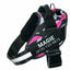 Personalize Dog Harness With Dog Name