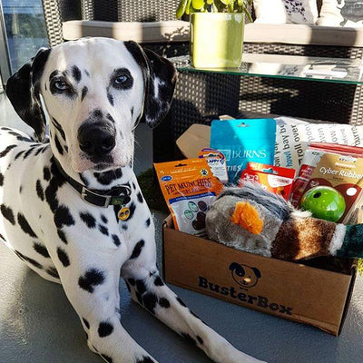 BusterBox Birthday Surprise