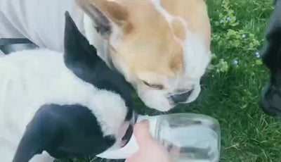 Portable Dog Water Bottle