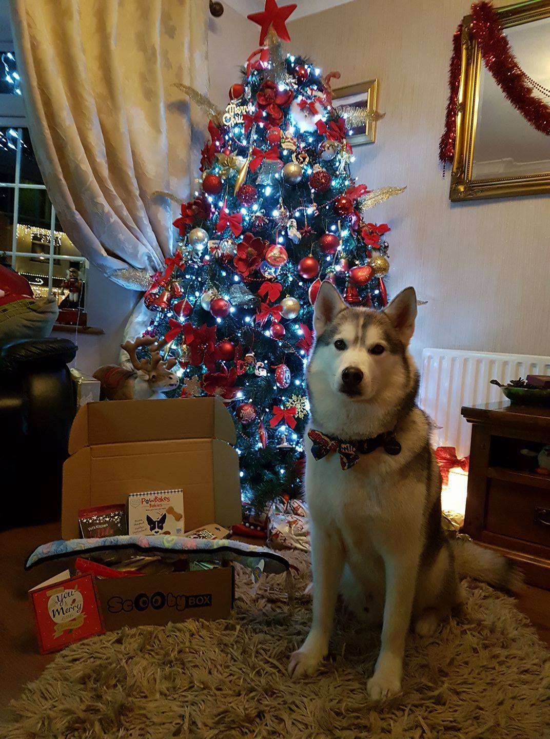 Doggy Christmas Hamper Ultimate